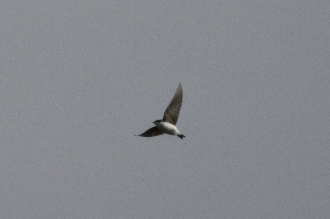 Tree Swallow - Brad Walker