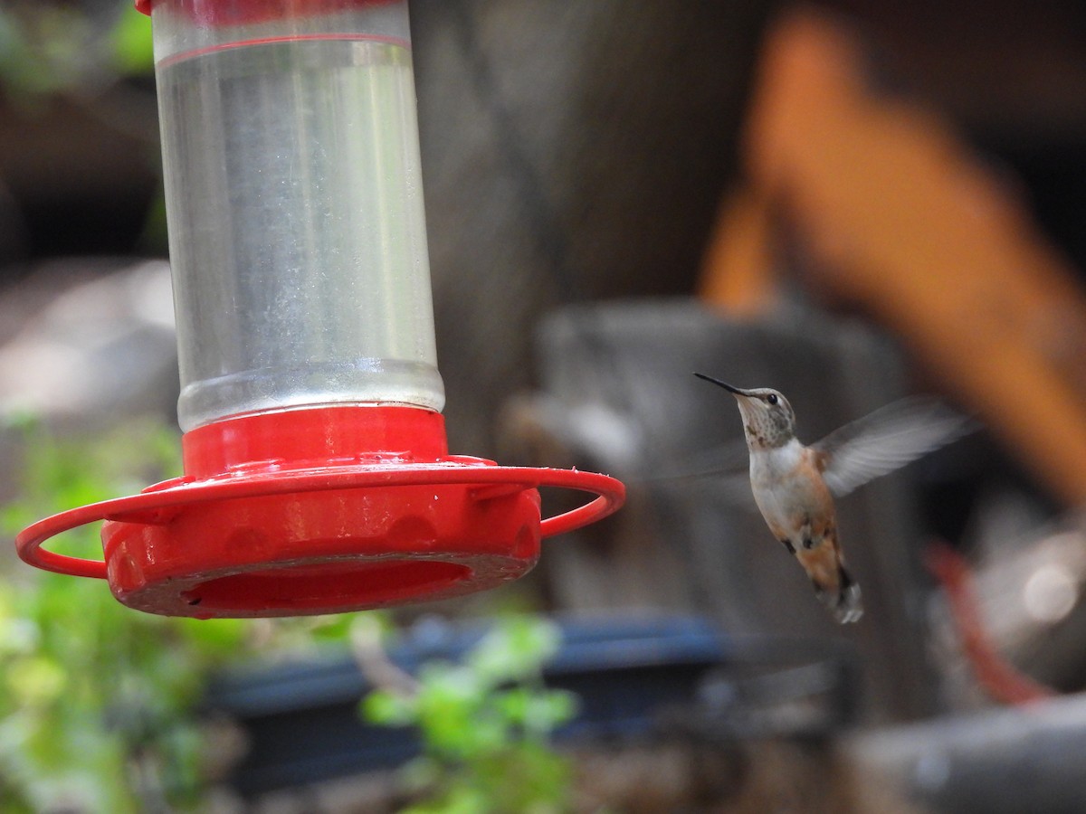 Rufous Hummingbird - ML258186611