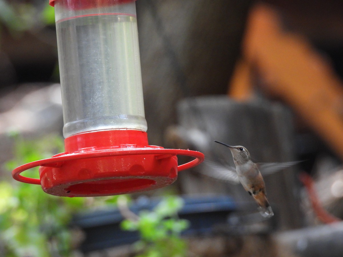 Rufous Hummingbird - ML258186661