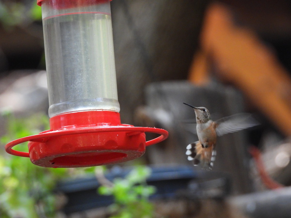 Rufous Hummingbird - ML258186671