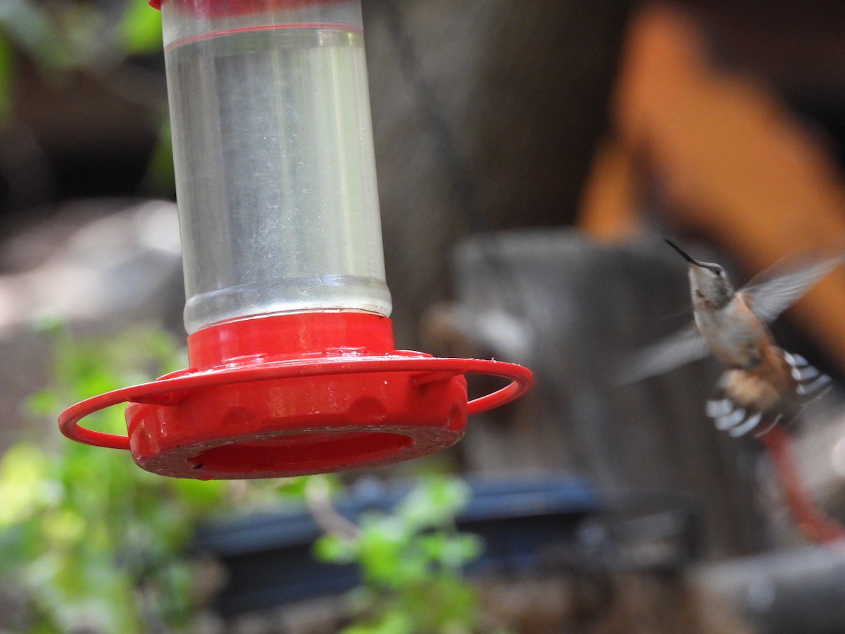 Rufous Hummingbird - ML258186751