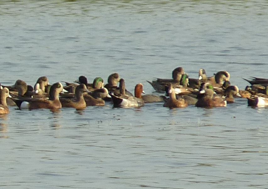 Eurasian Wigeon - ML25818831