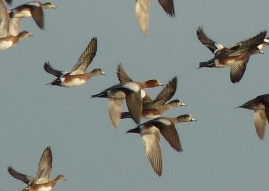 Eurasian Wigeon - ML25818841