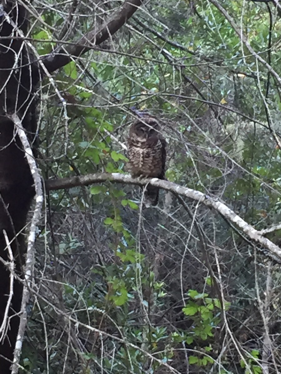 Spotted Owl - ML258189091