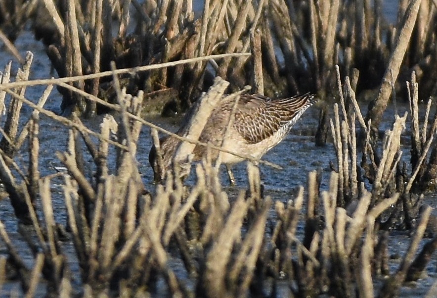 Short-billed Dowitcher - ML258189161