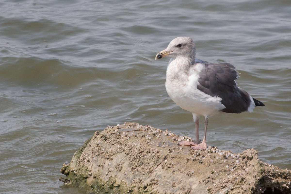 Western Gull - ML258190841