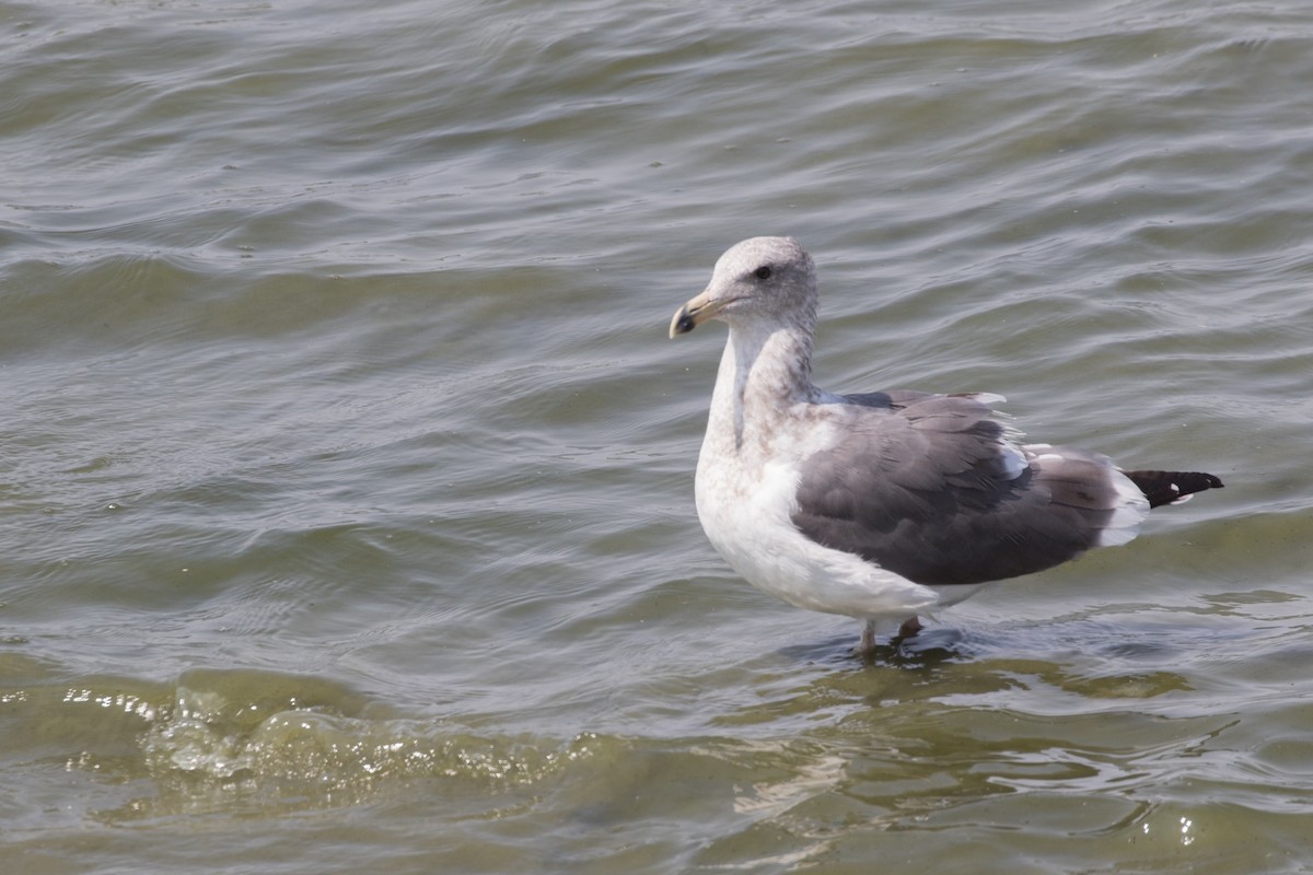 Western Gull - ML258190851