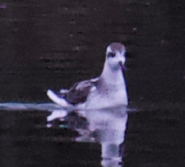 Red-necked Phalarope - ML258191091