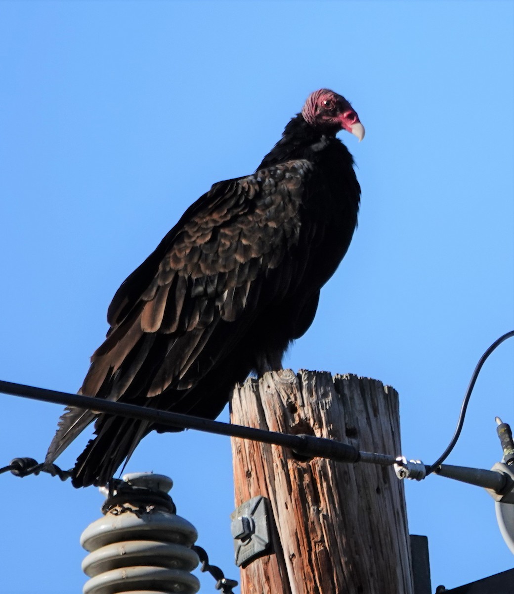 Turkey Vulture - John Deacon