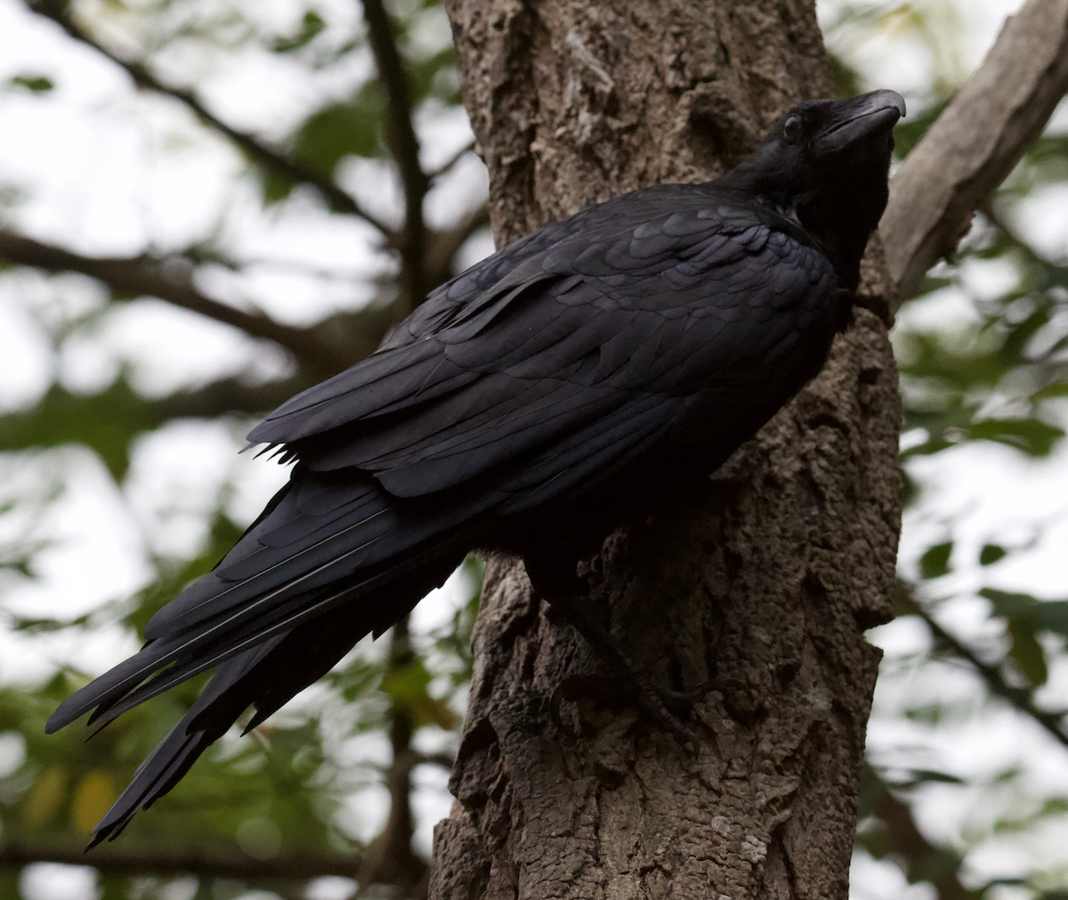 Common Raven - ML258193471