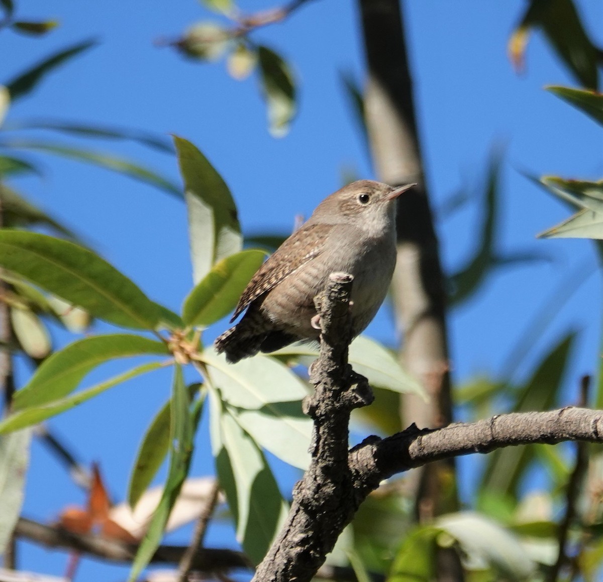 Northern House Wren - ML258193501