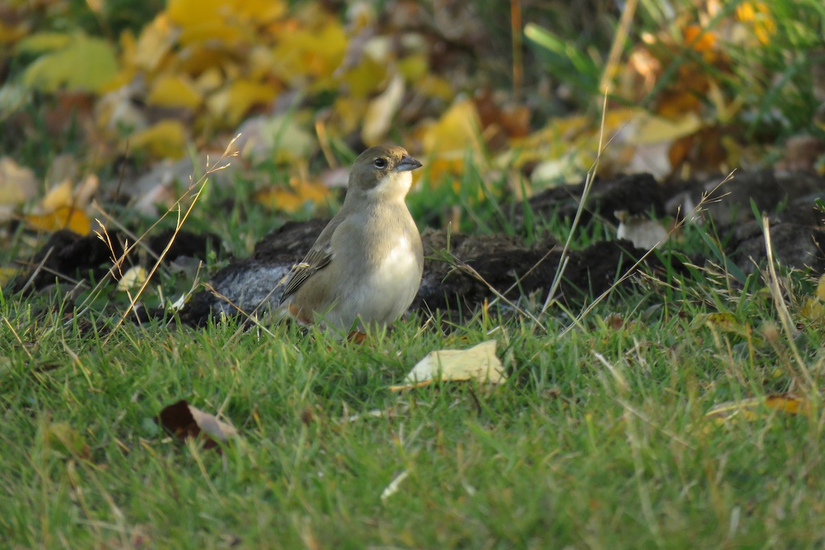 Diuca Finch - ML258193631