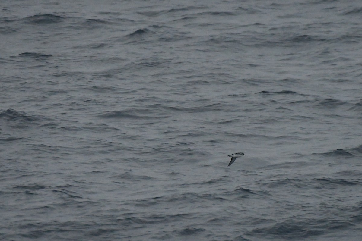 Subantarctic Shearwater - ML258195071