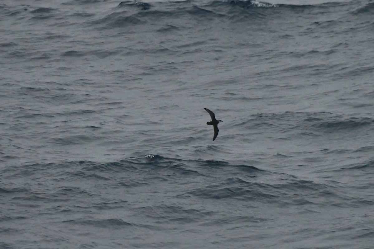 Subantarctic Shearwater - ML258195111