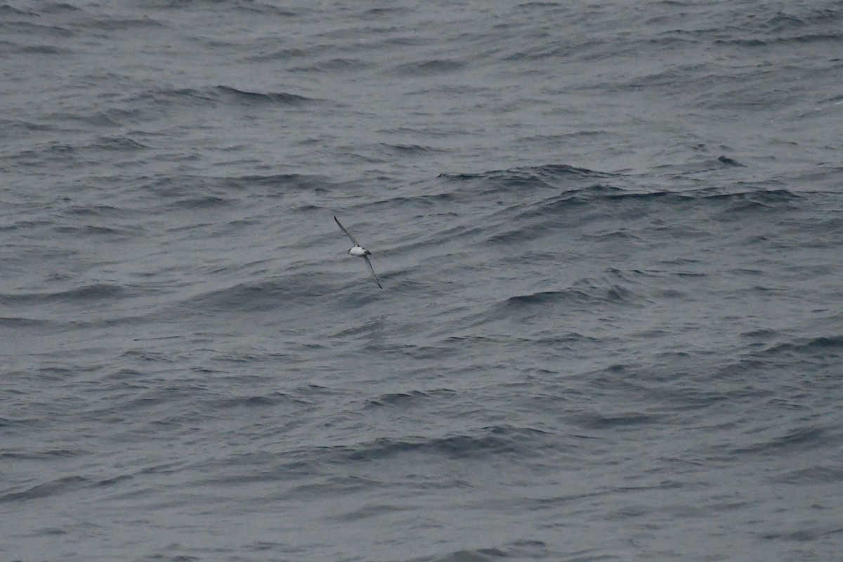 Subantarctic Shearwater - ML258195171