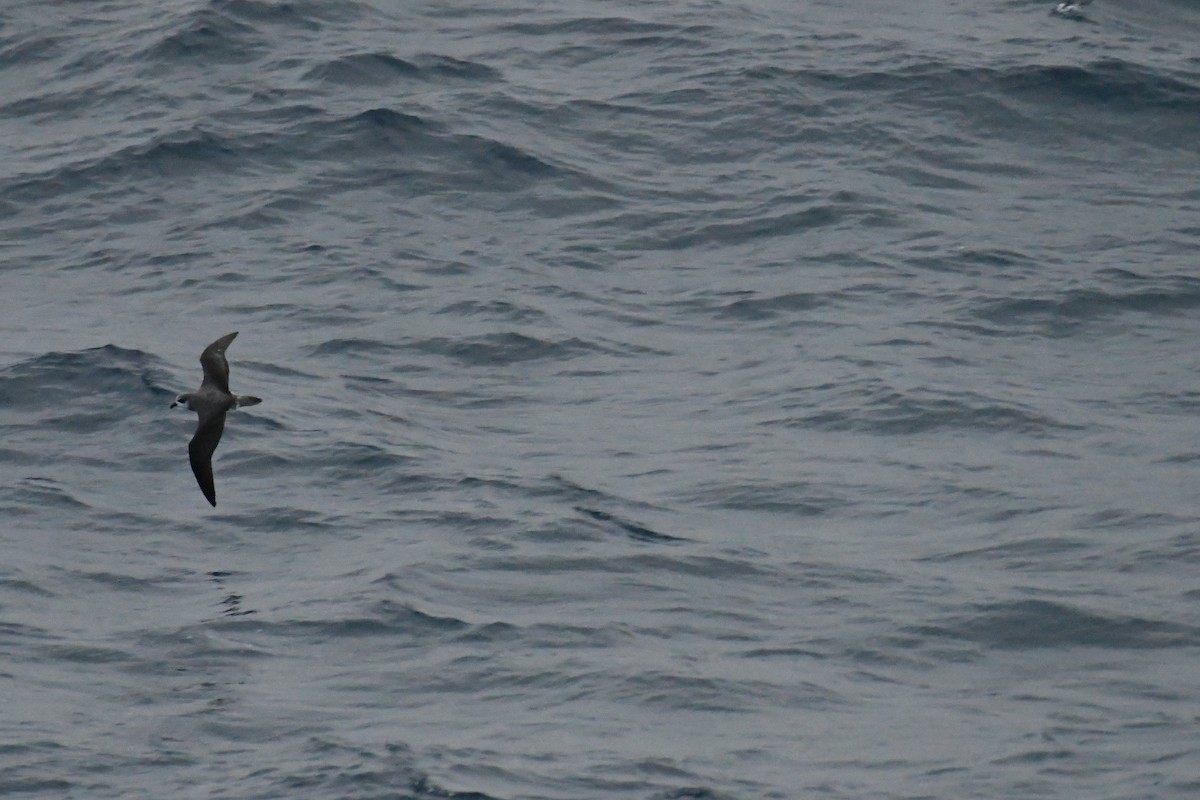 Soft-plumaged Petrel - artie ahier