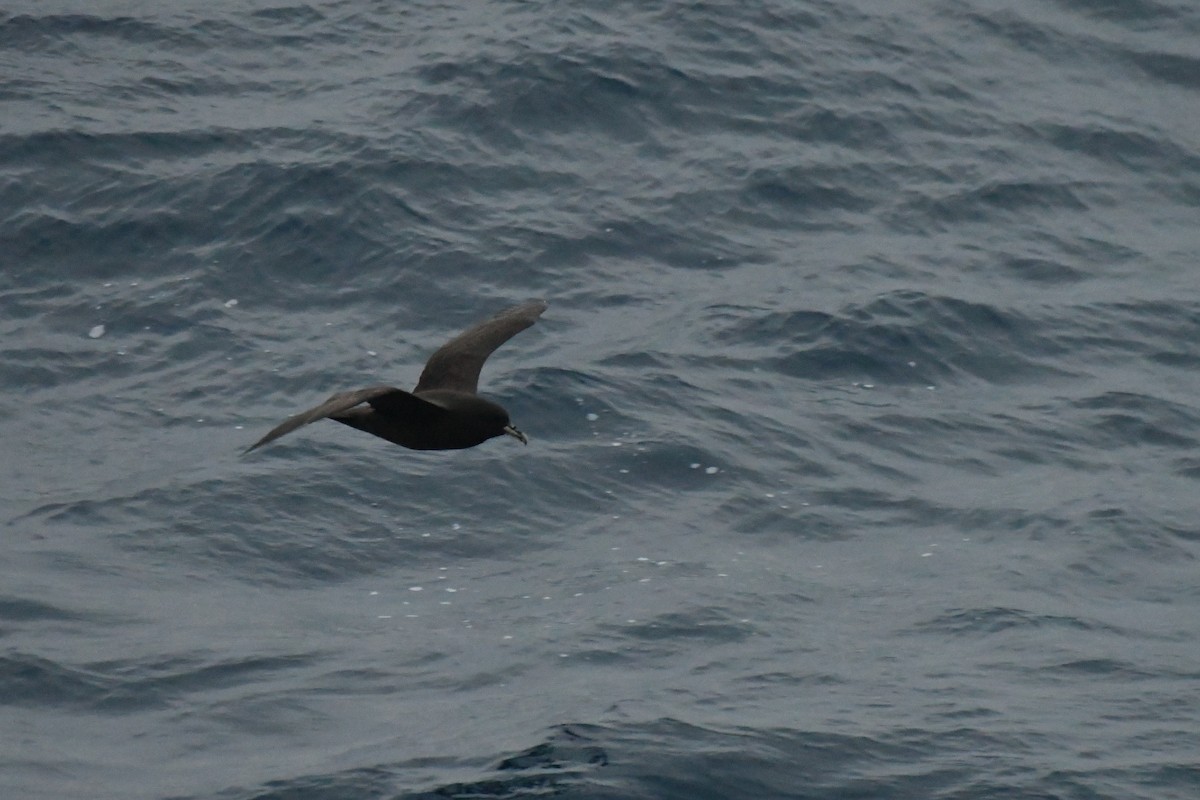 White-chinned Petrel - ML258195311