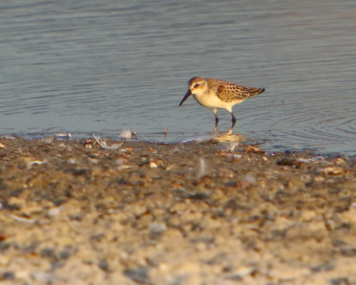 Western Sandpiper - ML258196041