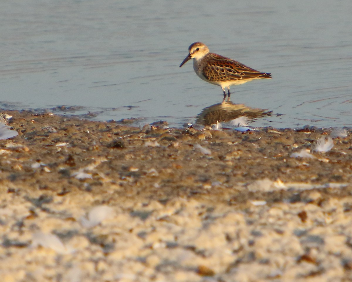 Western Sandpiper - ML258196071