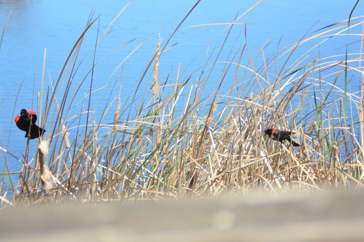 Red-winged Blackbird (California Bicolored) - ML258196141