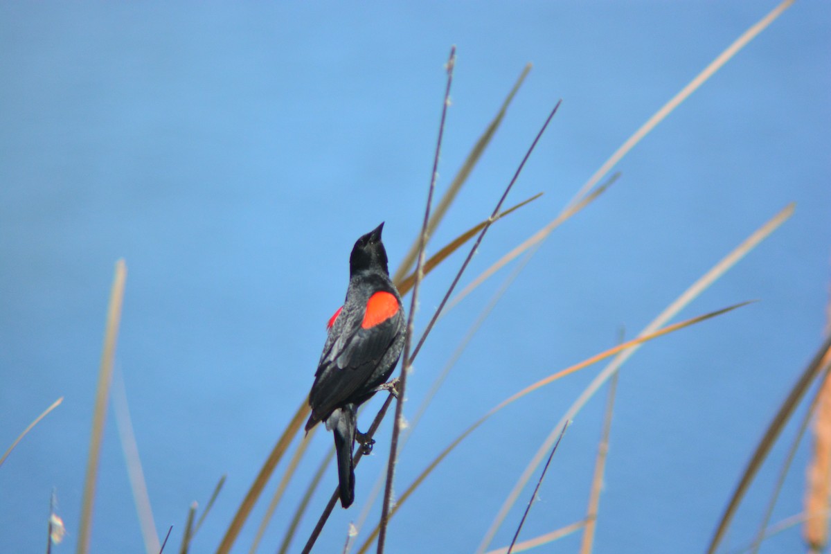 Red-winged Blackbird (California Bicolored) - ML258196151