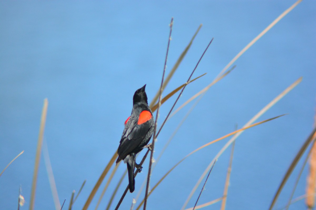 Al Kanatlı Karatavuk (californicus/mailliardorum) - ML258196151