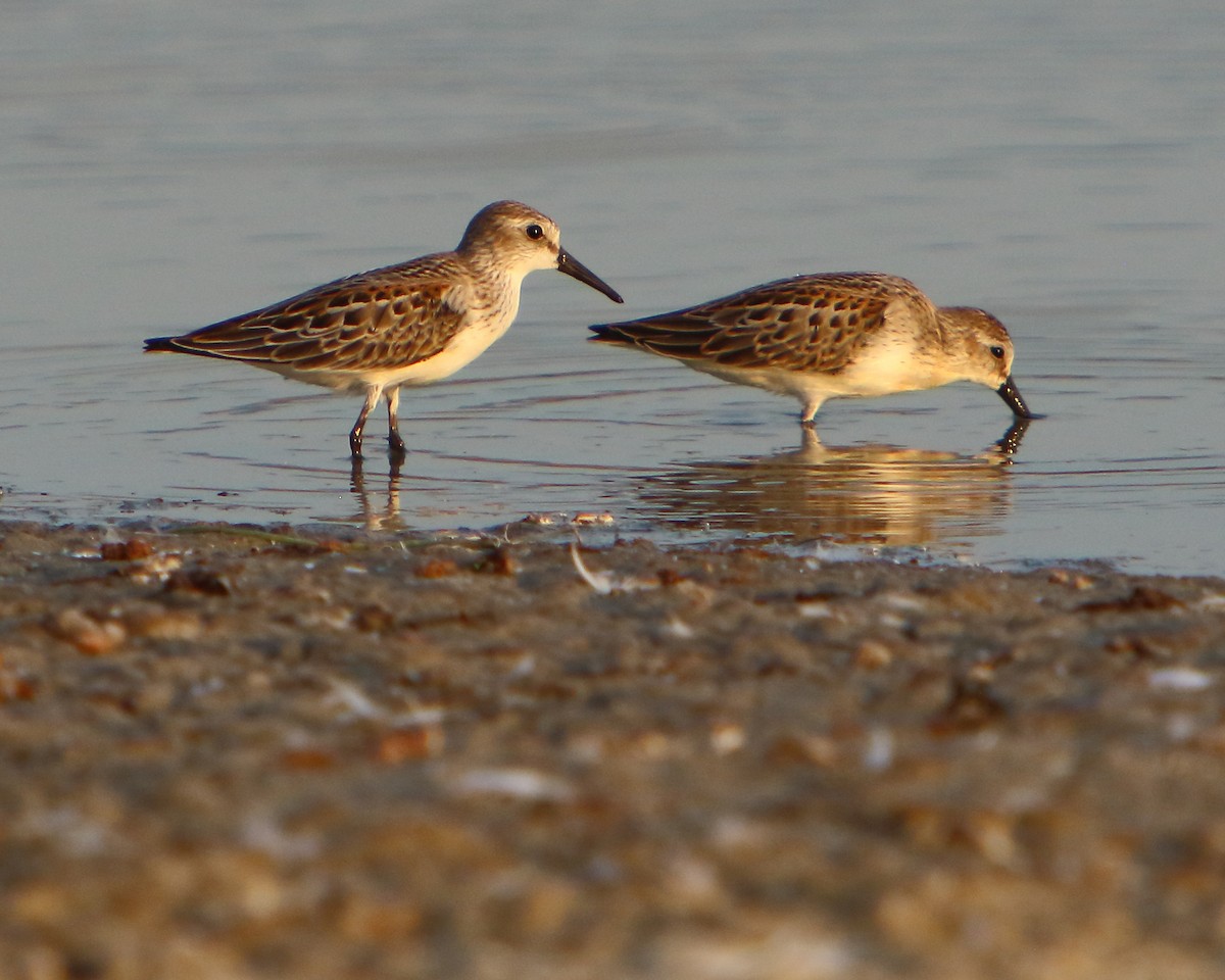 Western Sandpiper - ML258196161