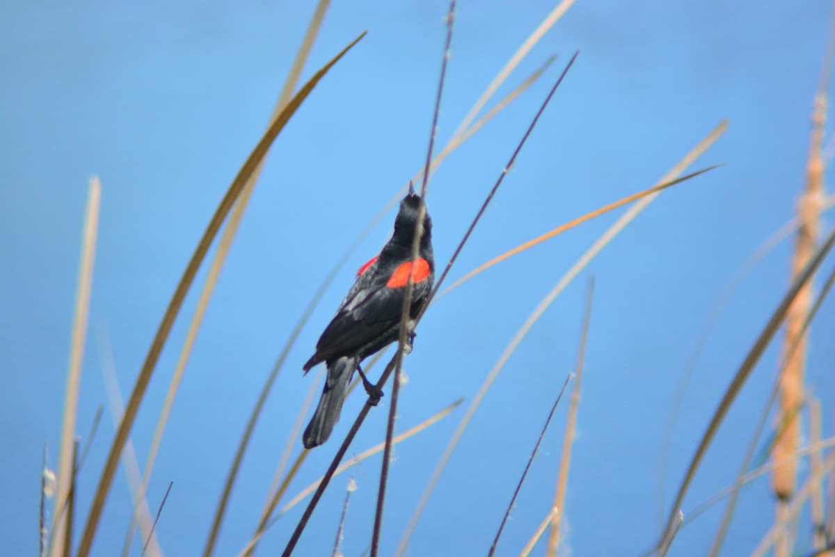 Red-winged Blackbird (California Bicolored) - ML258196171