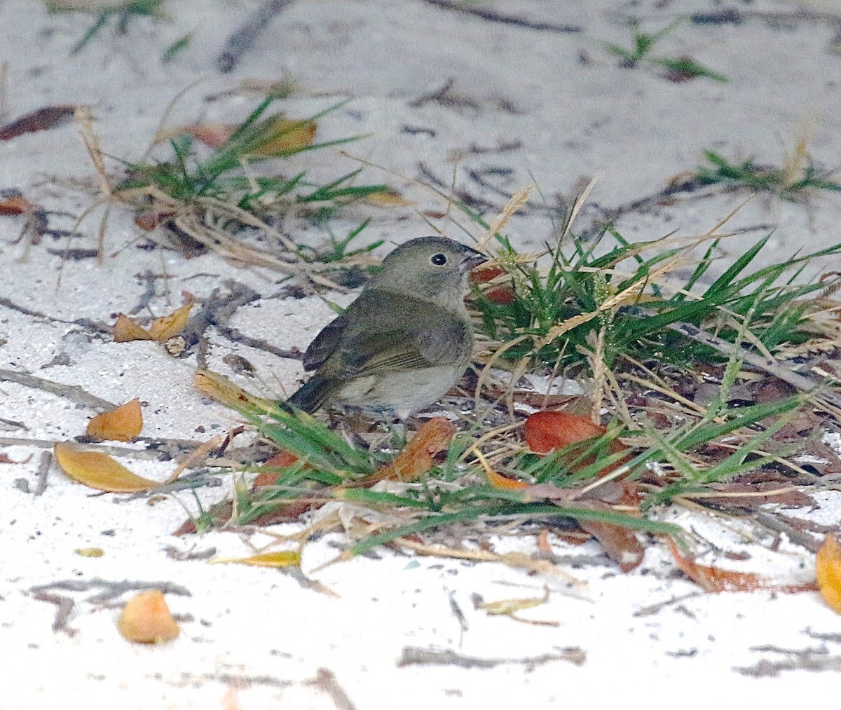 Black-faced Grassquit - ML25819811