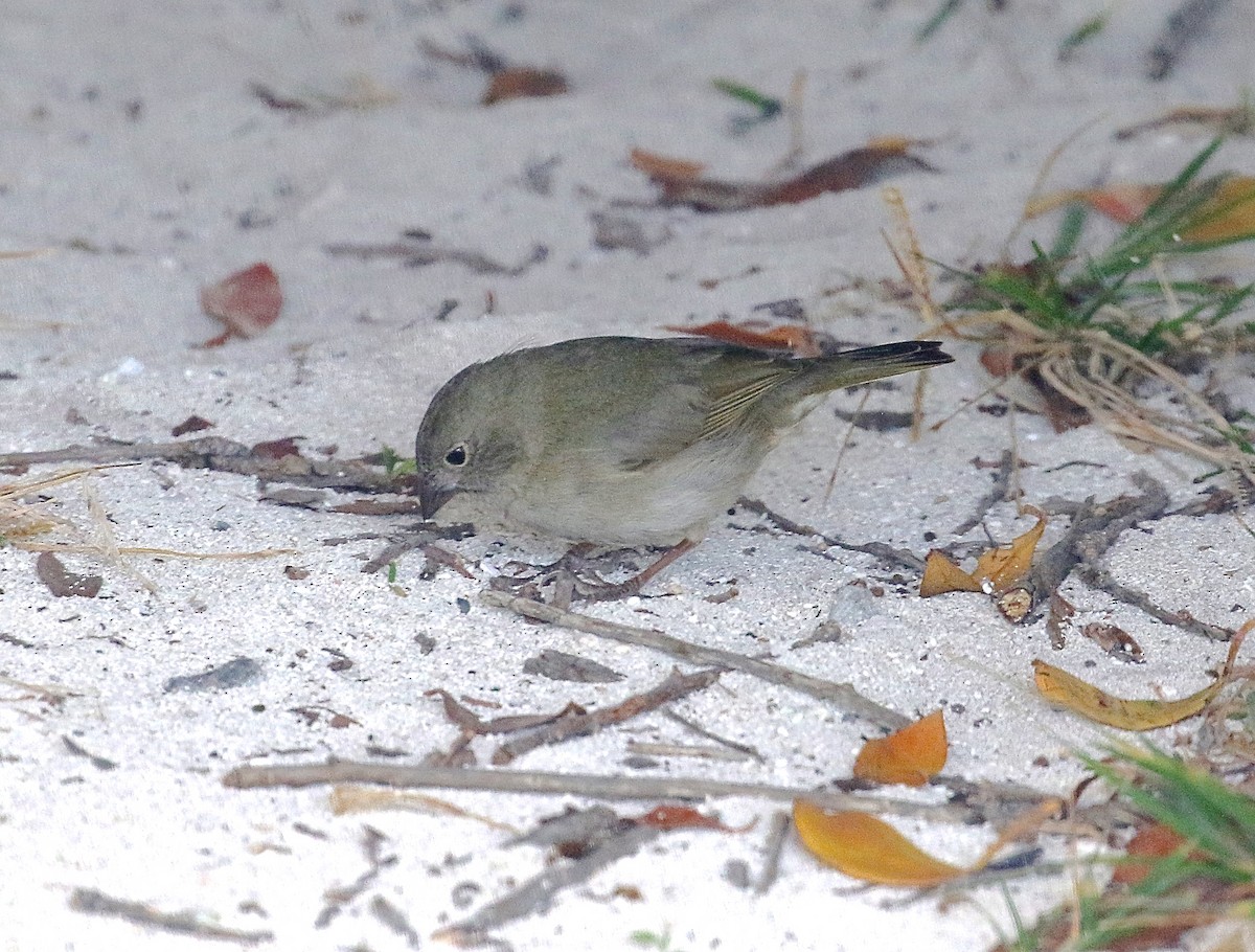 Black-faced Grassquit - ML25819821