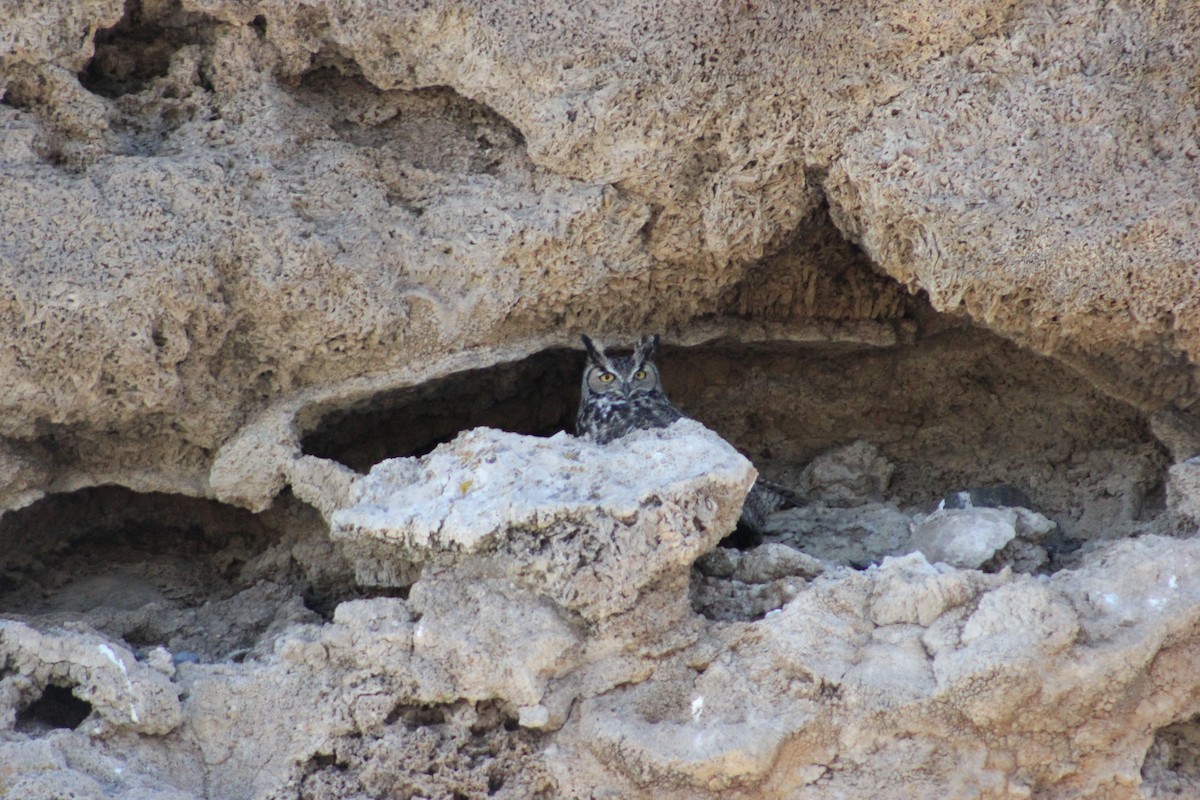 Great Horned Owl - ML258203811