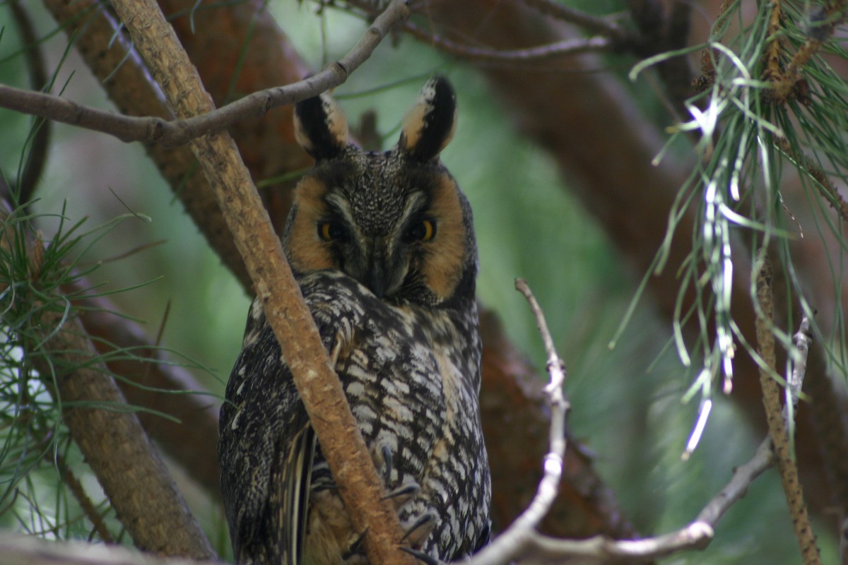 Long-eared Owl - ML258204661