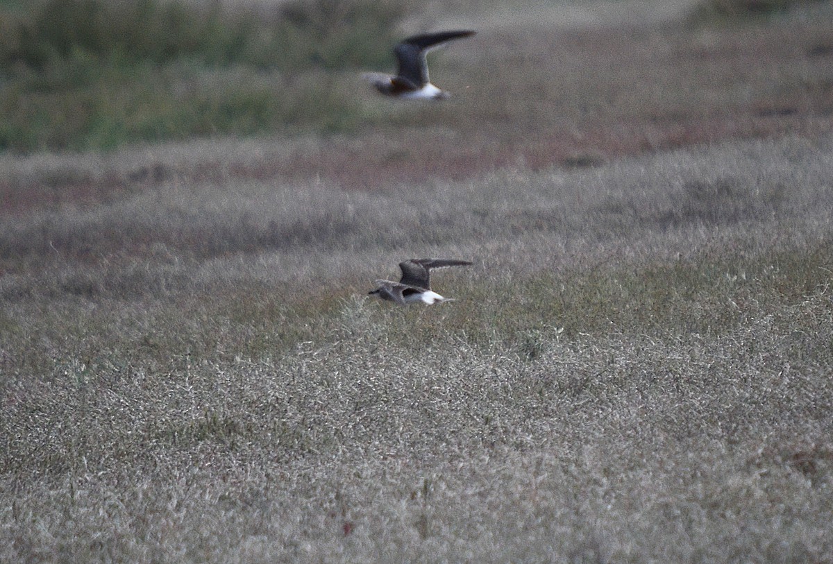 Black-winged Pratincole - ML258204901