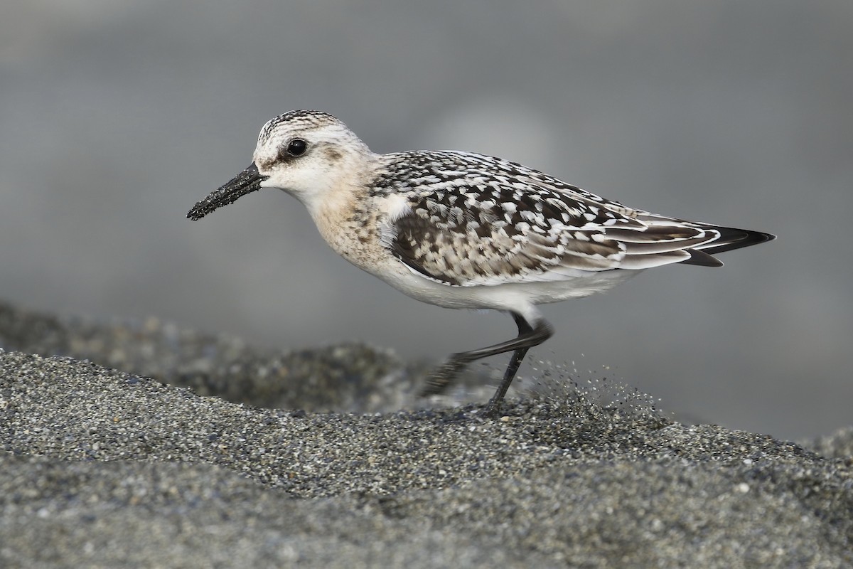 Sanderling - Liam Singh