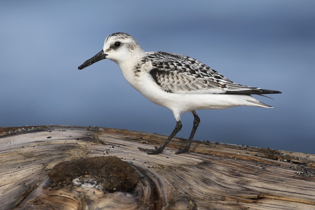Sanderling - Liam Singh