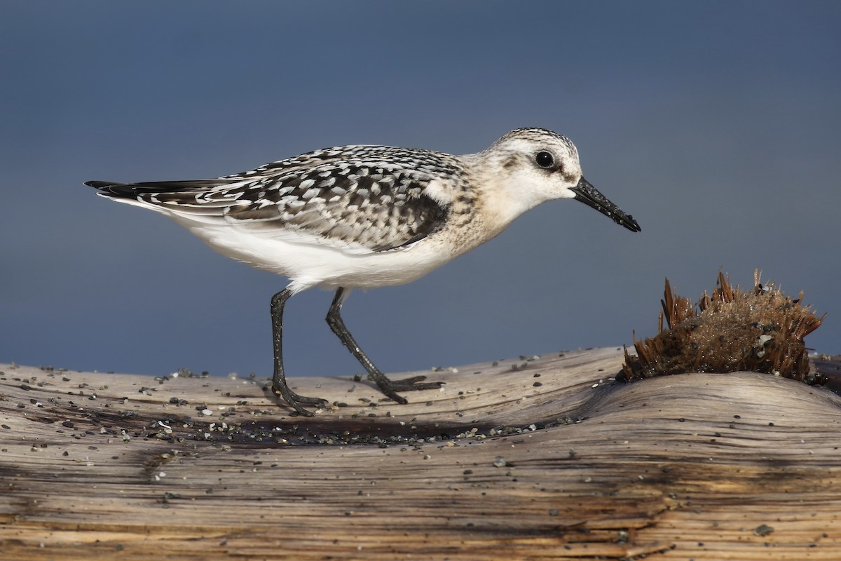 Sanderling - Liam Singh