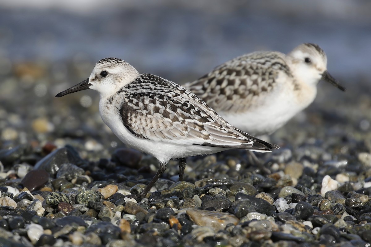 Bécasseau sanderling - ML258205211