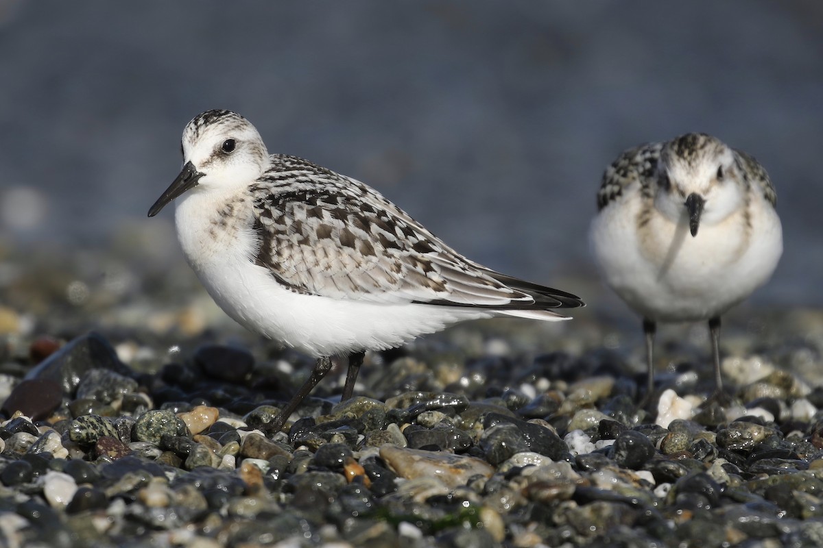 Sanderling - Liam Singh