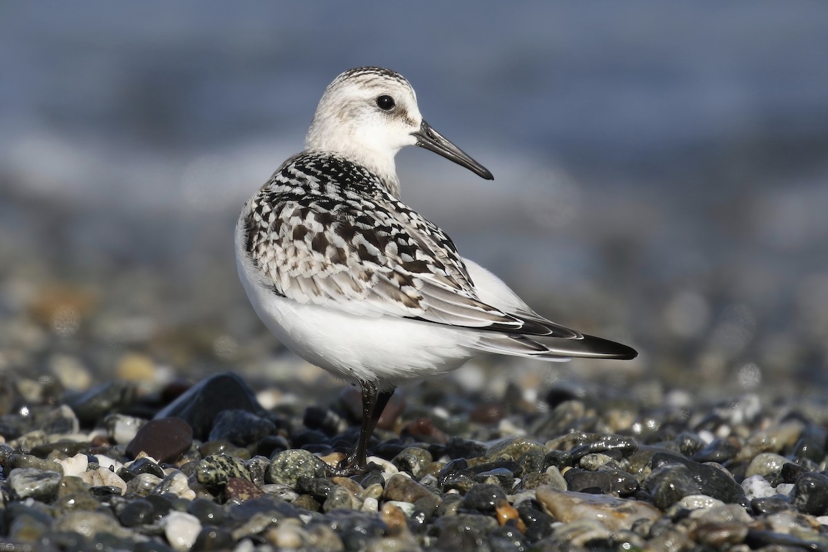 Sanderling - Liam Singh