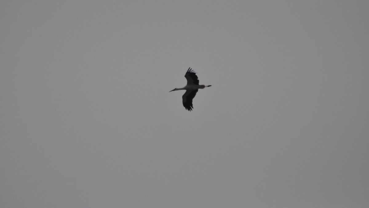 White Stork - ML25820861