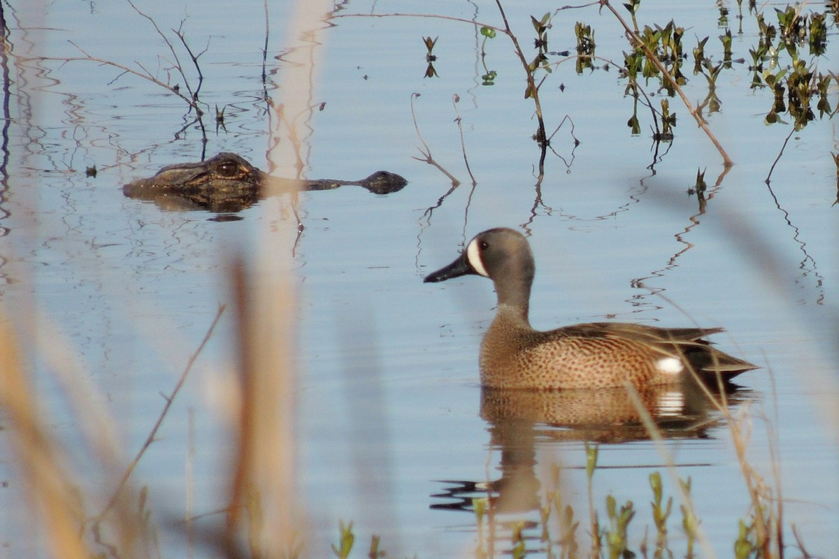 Blue-winged Teal - ML25820921