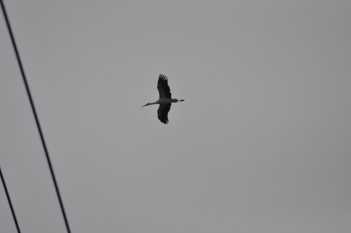 White Stork - ML25821021