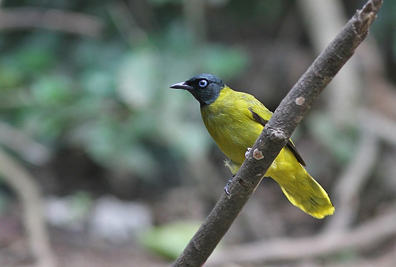 Bulbul Cabecinegro - ML258210581