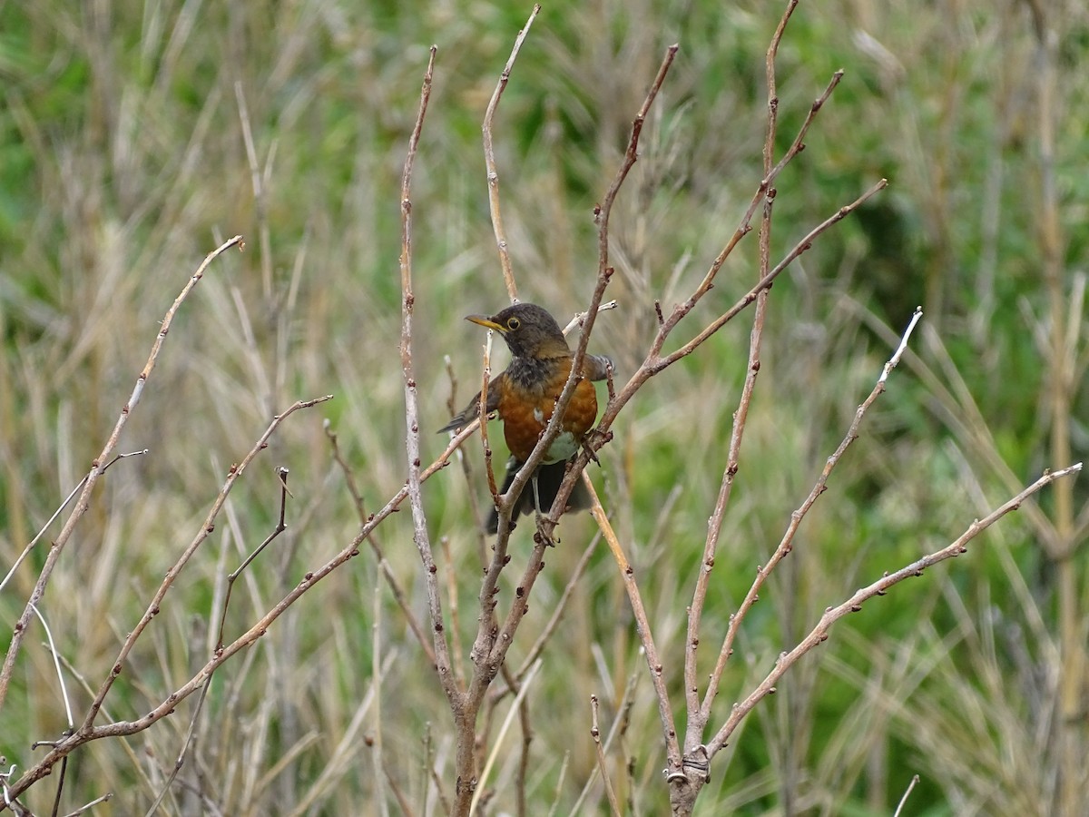 Izu Thrush - ML258212731