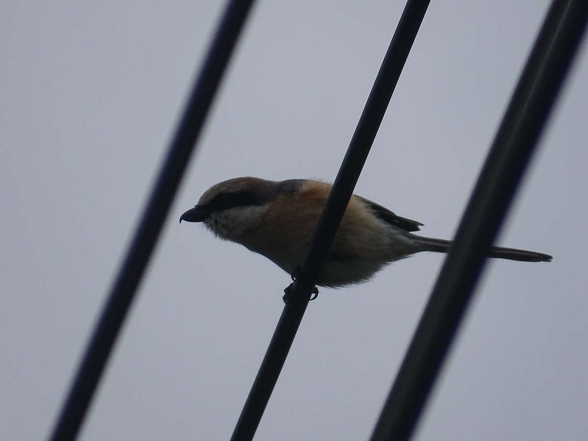 Bull-headed Shrike - ML258213021