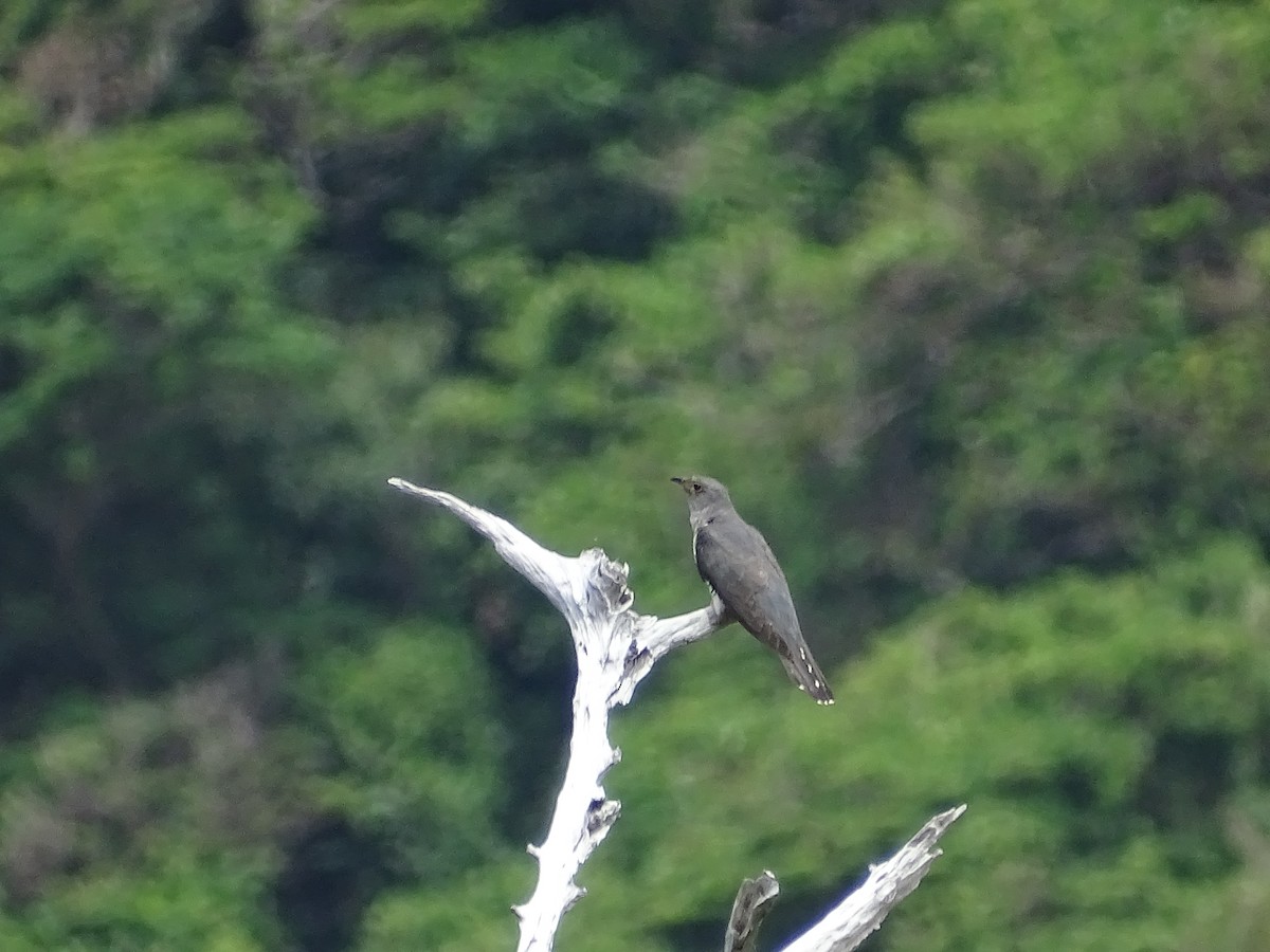 Lesser Cuckoo - ML258213211
