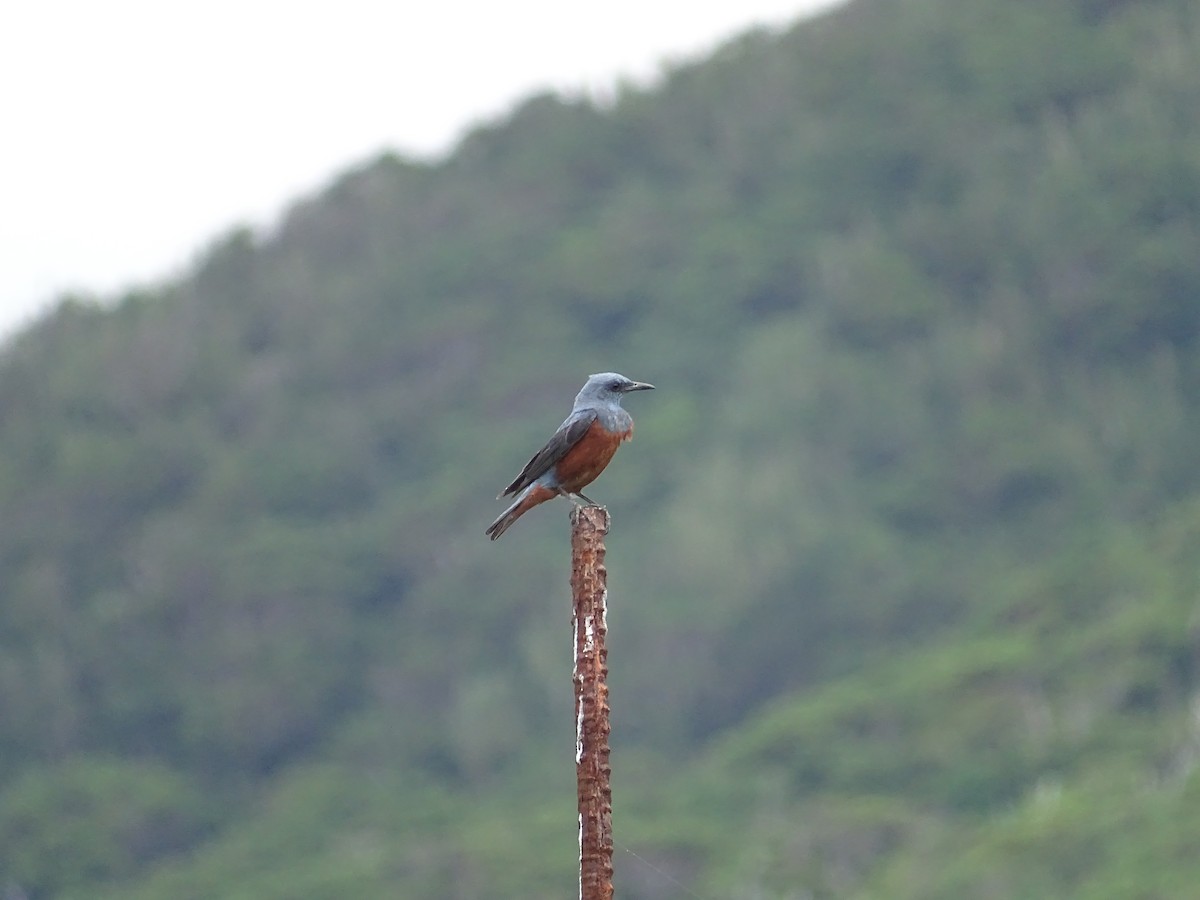 Blue Rock-Thrush (philippensis) - ML258213261