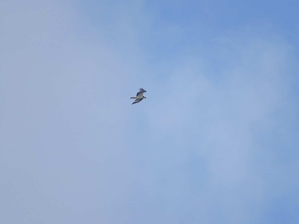 Osprey - ML258213431
