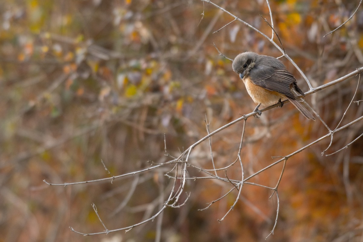 Gray-backed Shrike - ML258213841