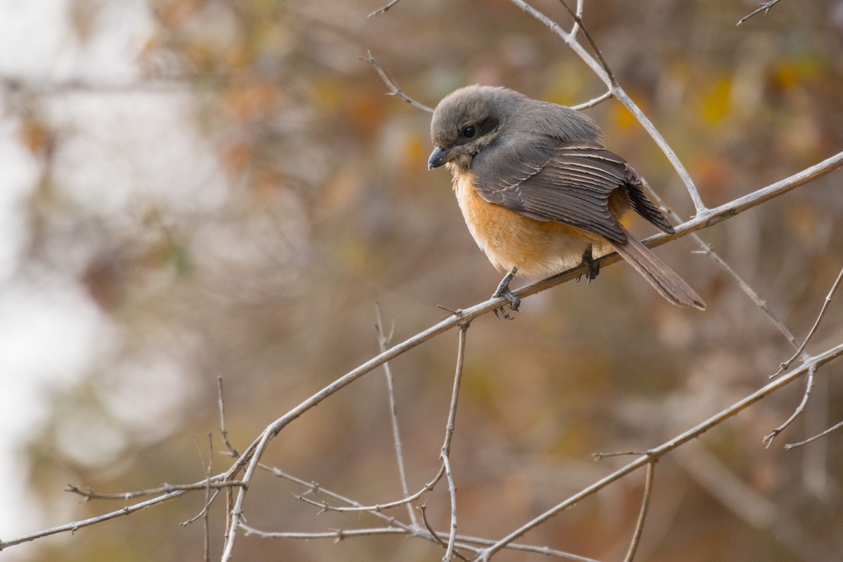 Gray-backed Shrike - ML258213861